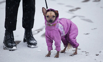 Ветврач предупредил об опасности дорожных реагентов для собак