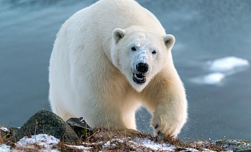 В Барнаульском зоопарке оценили шансы обмена белого медведя на капибар
