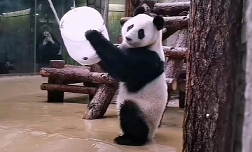 Панда Катюша из Московского зоопарка разгадала головоломку