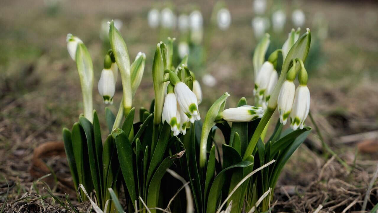 Эксперт рассказал, когда в Москве зацветут подснежники и мать-и-мачеха