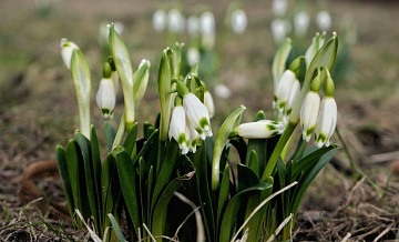 Эксперт рассказал, когда в Москве зацветут подснежники и мать-и-мачеха