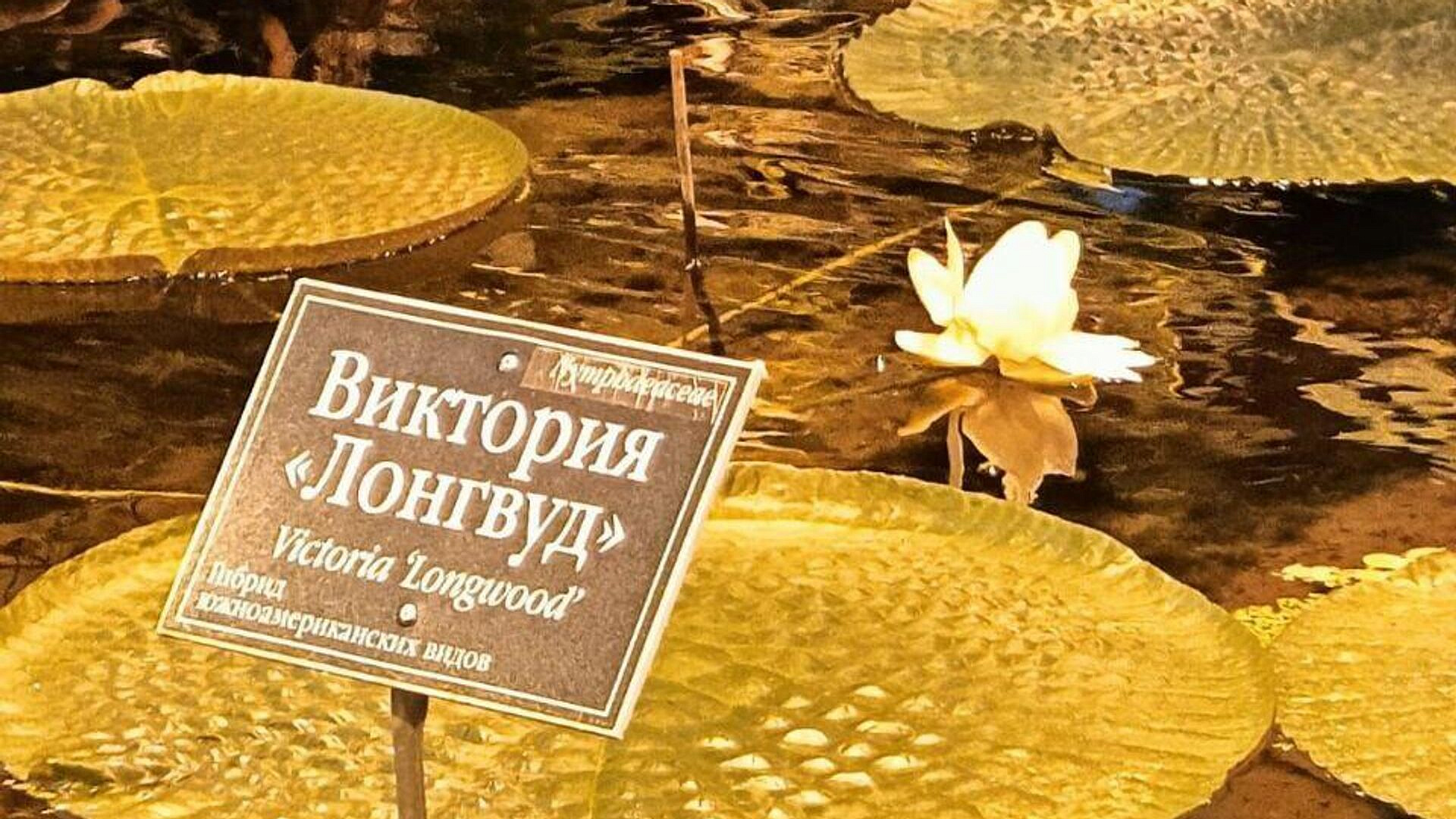 � ������������ ���� ��� �������� ����� ������� � ���� ��������