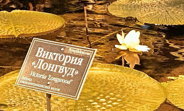 В ботаническом саду МГУ расцвела самая большая в мире кувшинка