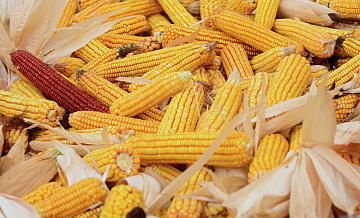 США возобновили поставки кукурузы в Россию