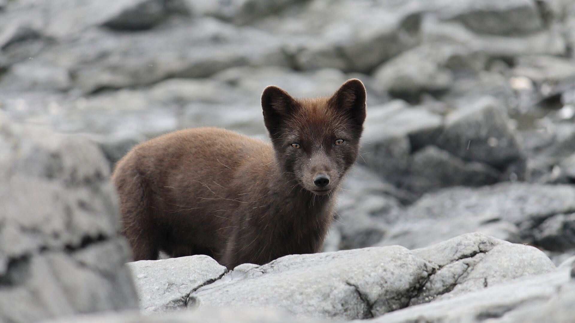 �������� ������� ������ ������ ������ �� ������� ������ � ��������