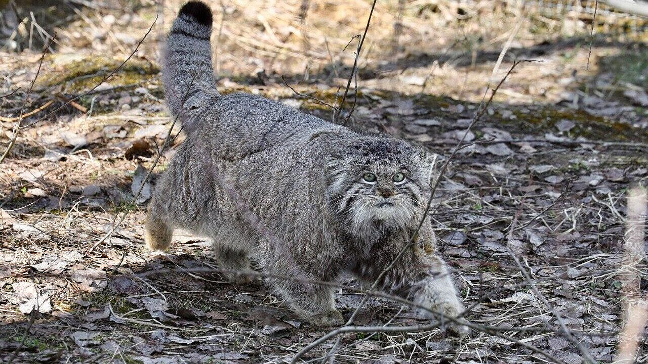 Манул Бабник из Московского зоопарка начал подготовку к летнему сезону