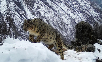 Исчезновение отменяется: крупный бизнес поможет спасти снежного барса