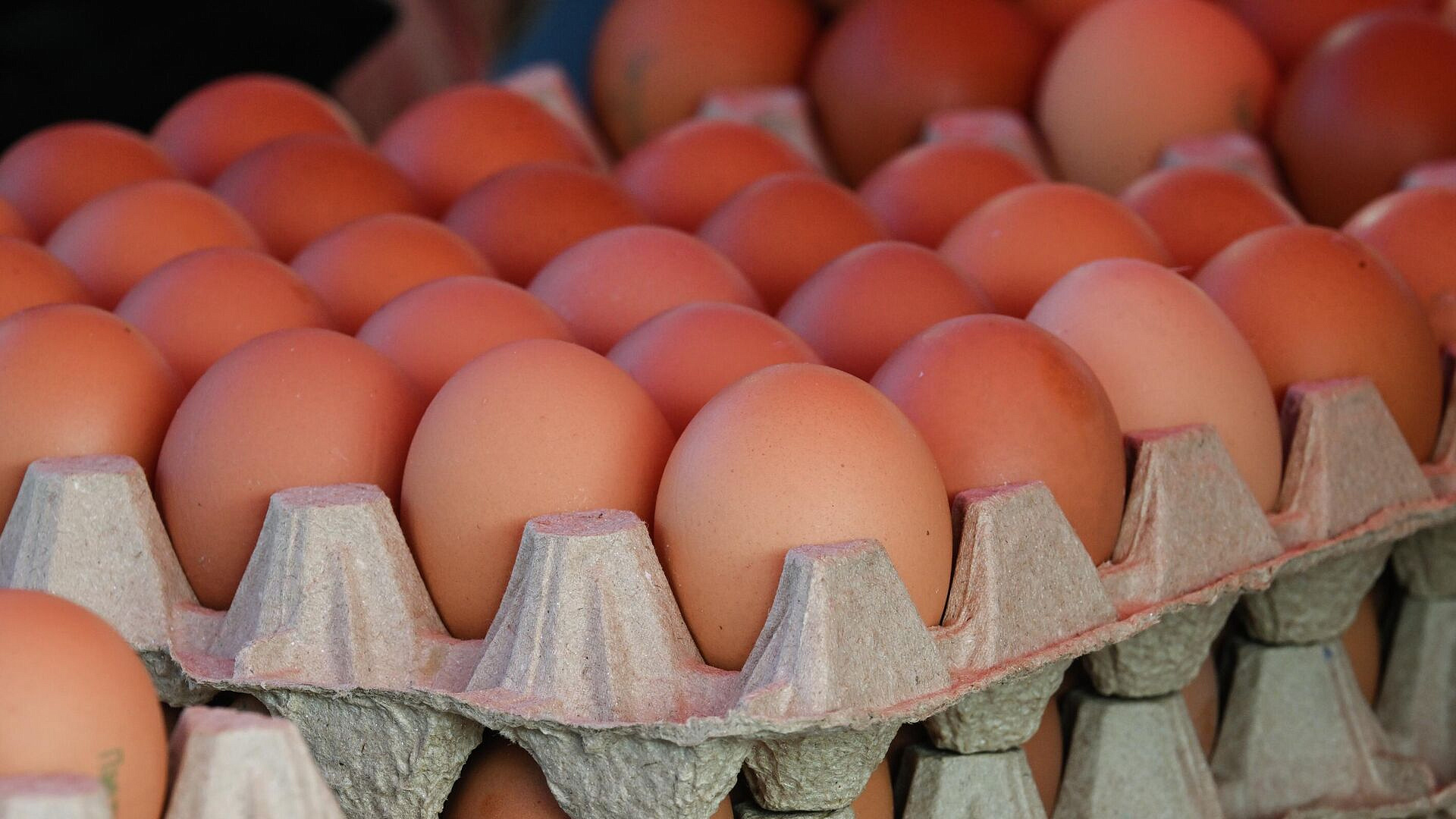 Эксперт рассказал, когда подешевеют куриные яйца