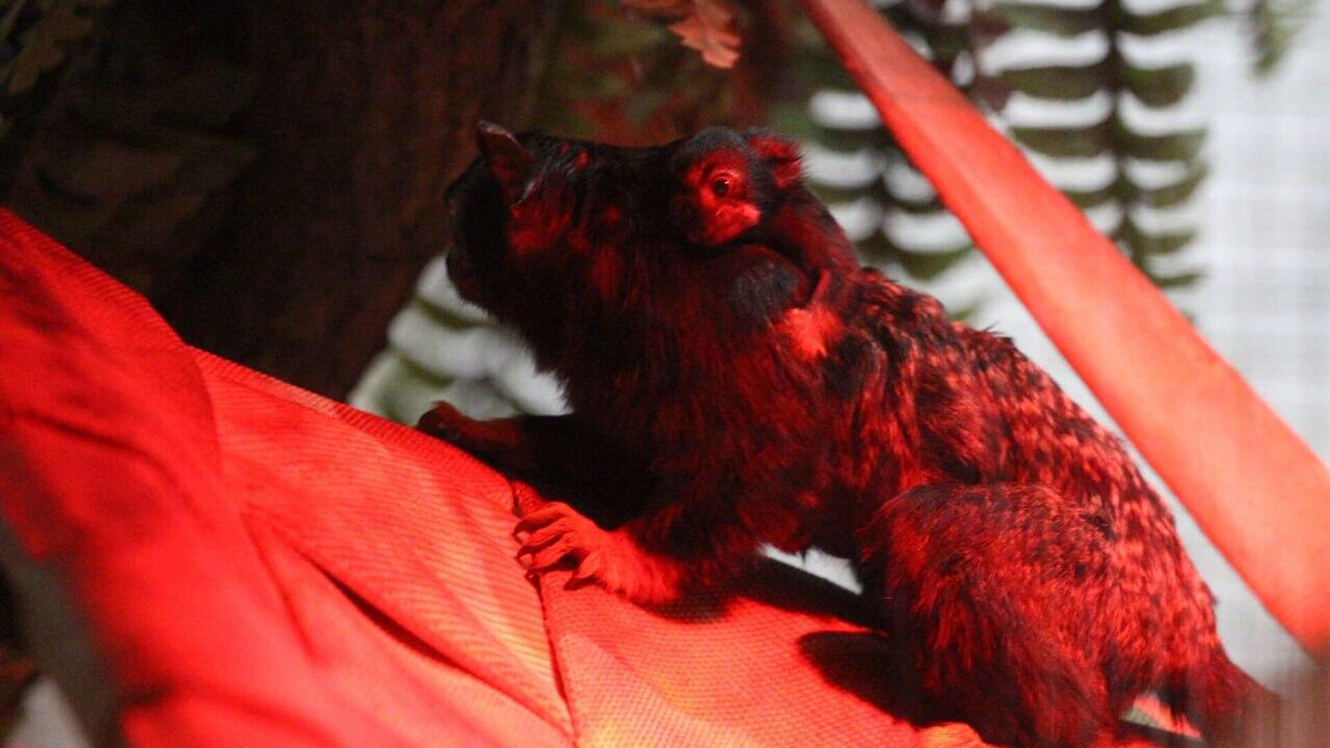 В калининградском зоопарке у красноруких тамаринов родился первенец