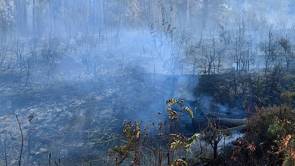 В Карелии продолжают действовать 33 лесных пожара