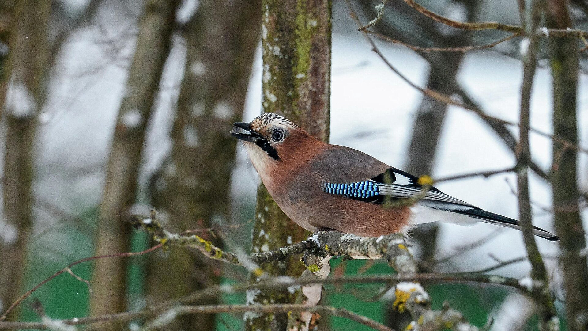 Ученый рассказал, кому грозит гибель из-за апрельских снегопадов