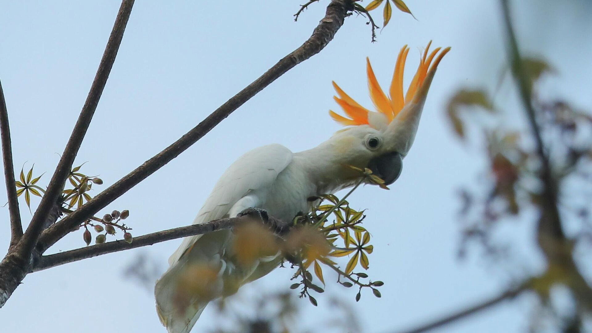 В Московском зоопарке поселился редкий какаду