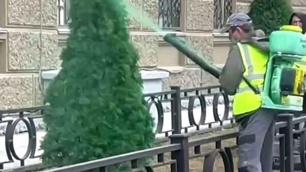 В пермской компании опровергли сообщение о рабочих, красивших туи в зеленый