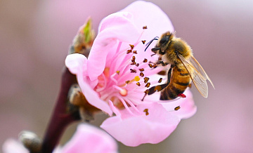 Аллергикам дали совет на пик сезона цветения