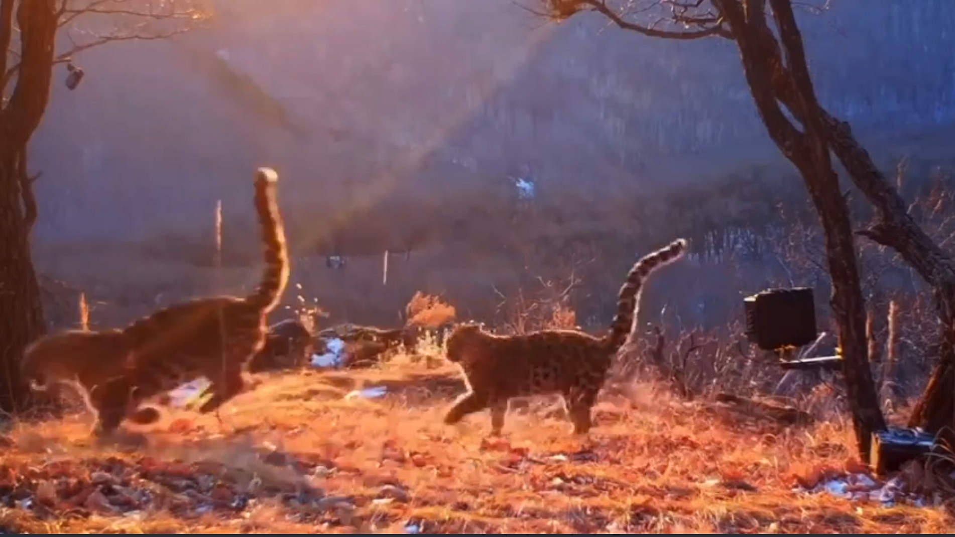 Котята редкого дальневосточного леопарда попали в кадр в Приморье