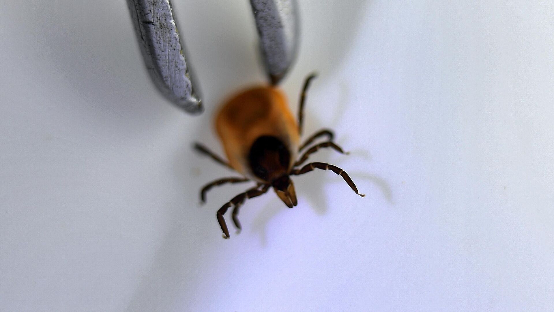 Биолог рассказал, как обезопасить себя от укуса клеща