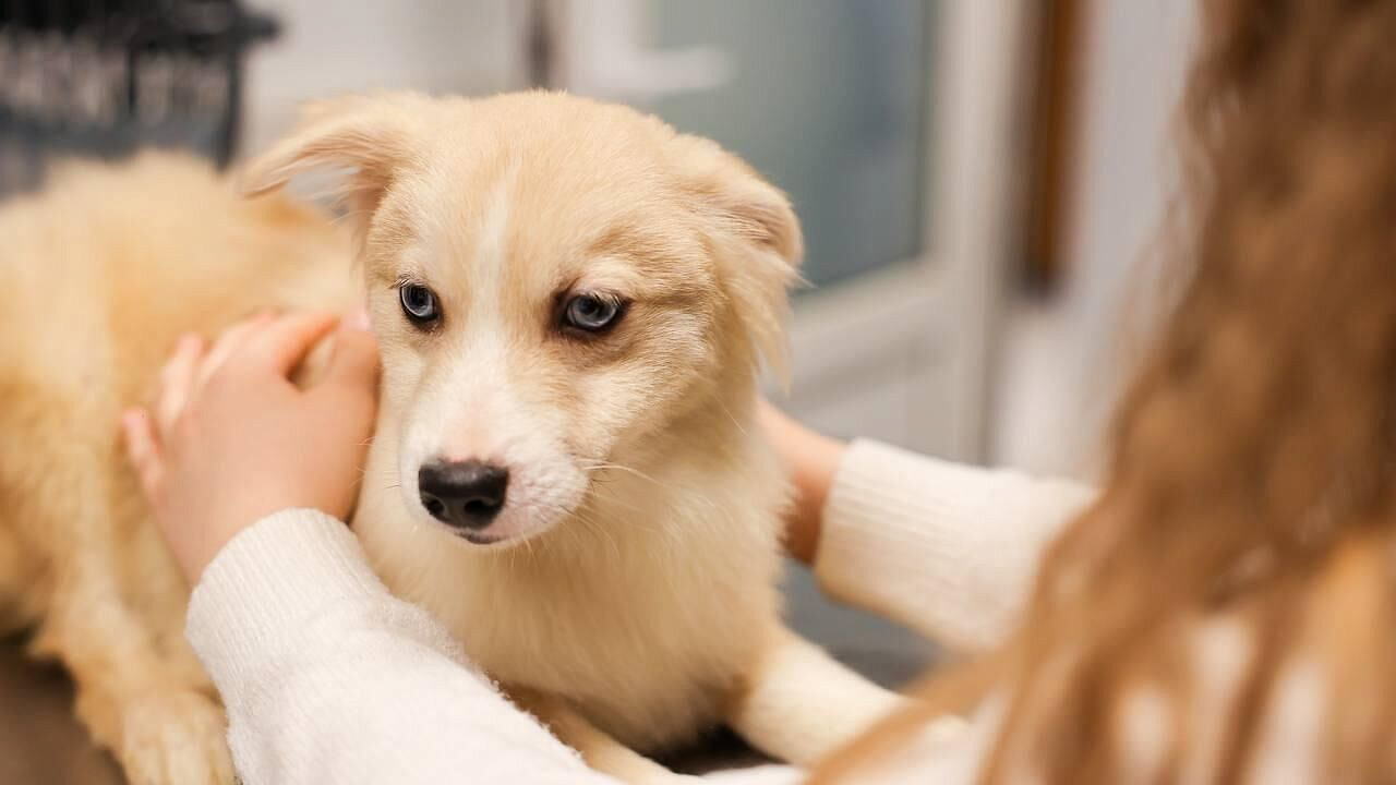 В Подмосковье школьнице вручили щенка в подарок от президента
