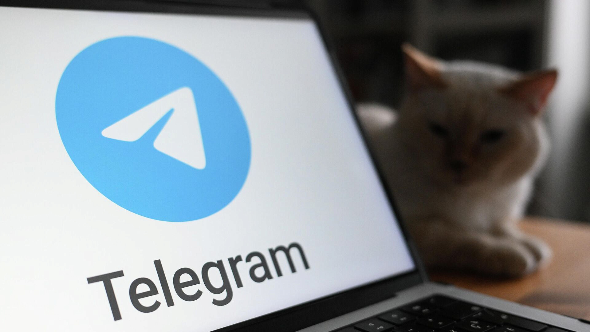 Telegram за сутки заблокировал более 56 тысяч групп и каналов