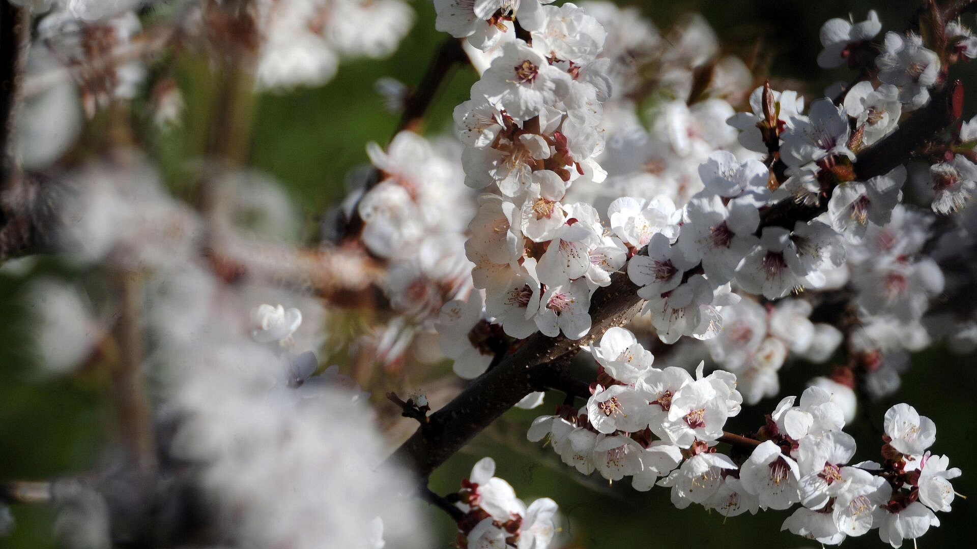 В Москве в Аптекарском огороде расцвела первая сакура