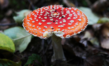 Пермский край лидирует по экспорту мухоморов в США и Азию