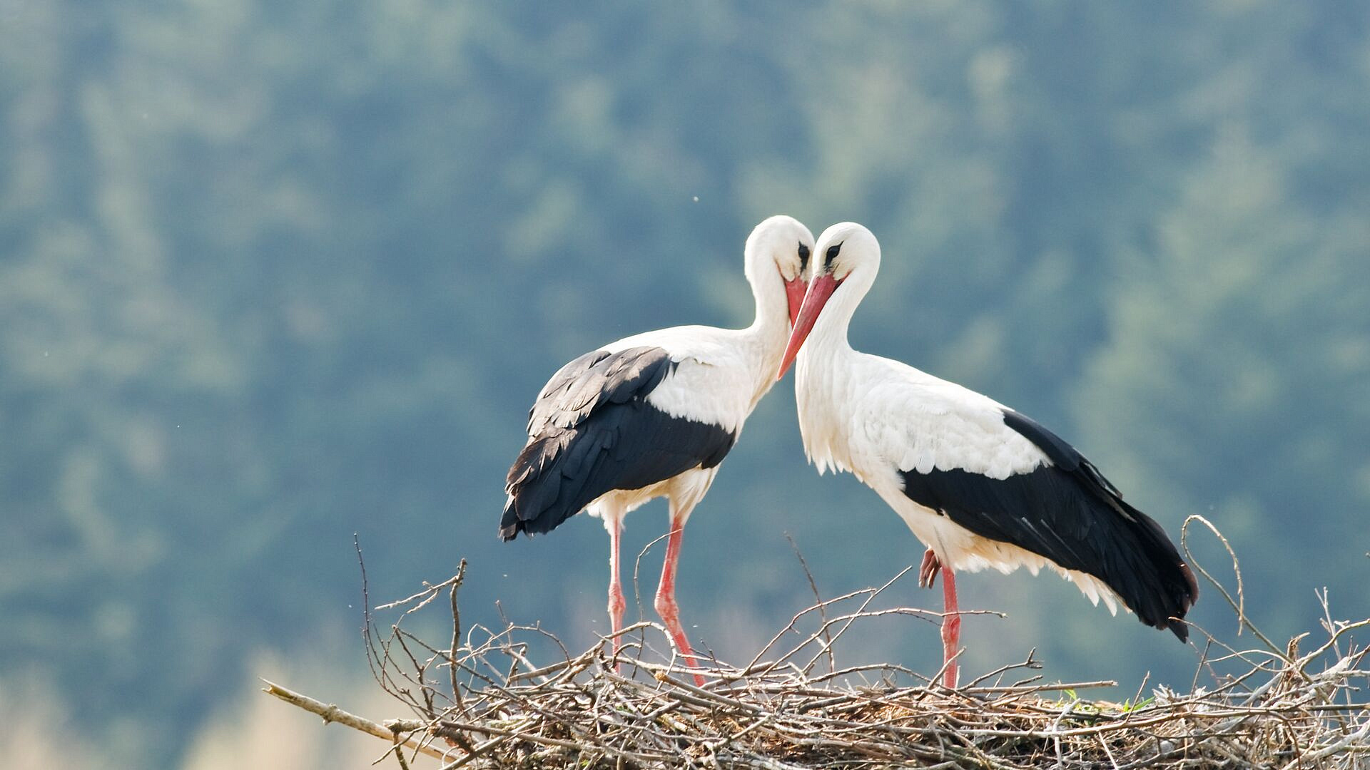 �������������� ������ ����� ������ � ���������� ��������