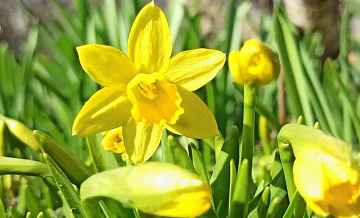 Биолог предупредил о цветах, вызывающих головные боли