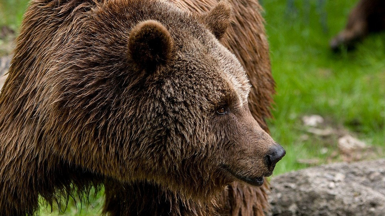 Медведи каждую ночь заходят в закрытый для туристов поселок на Алтае