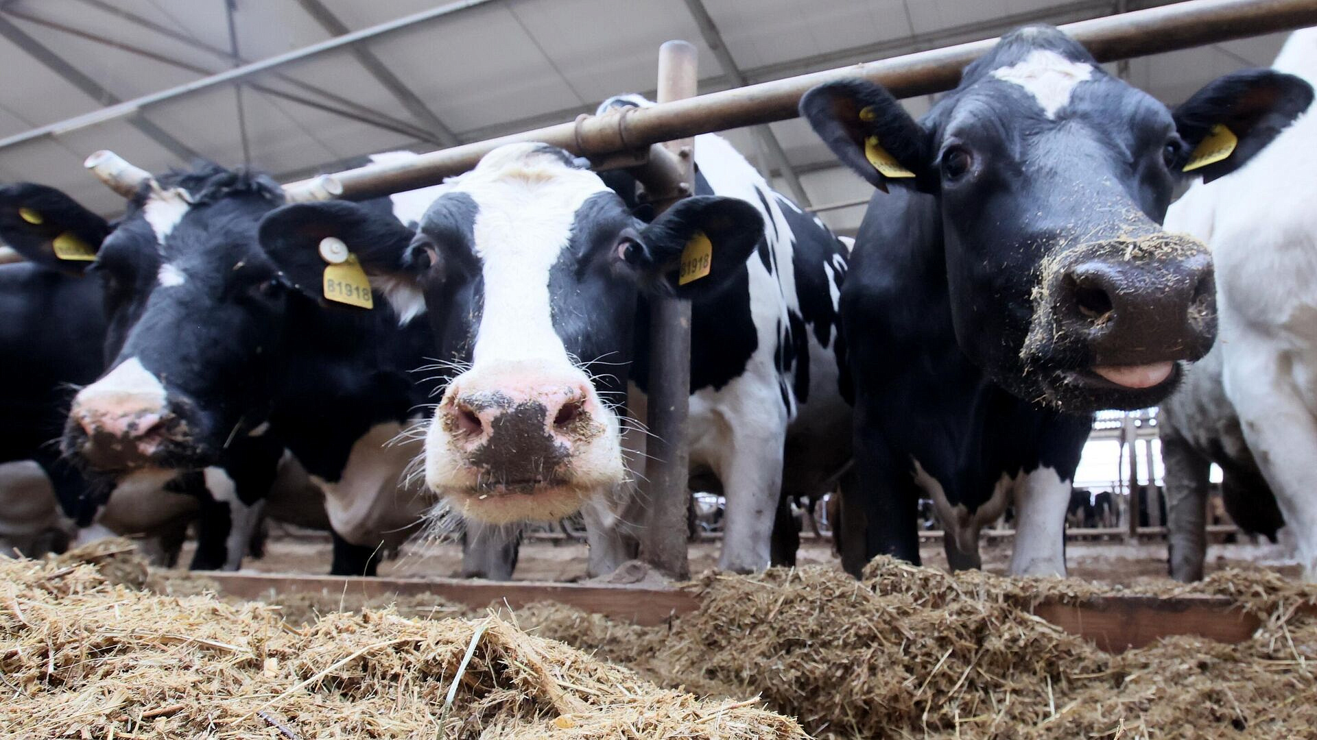 В Красноярском крае недалеко от трассы нашли туши коров 