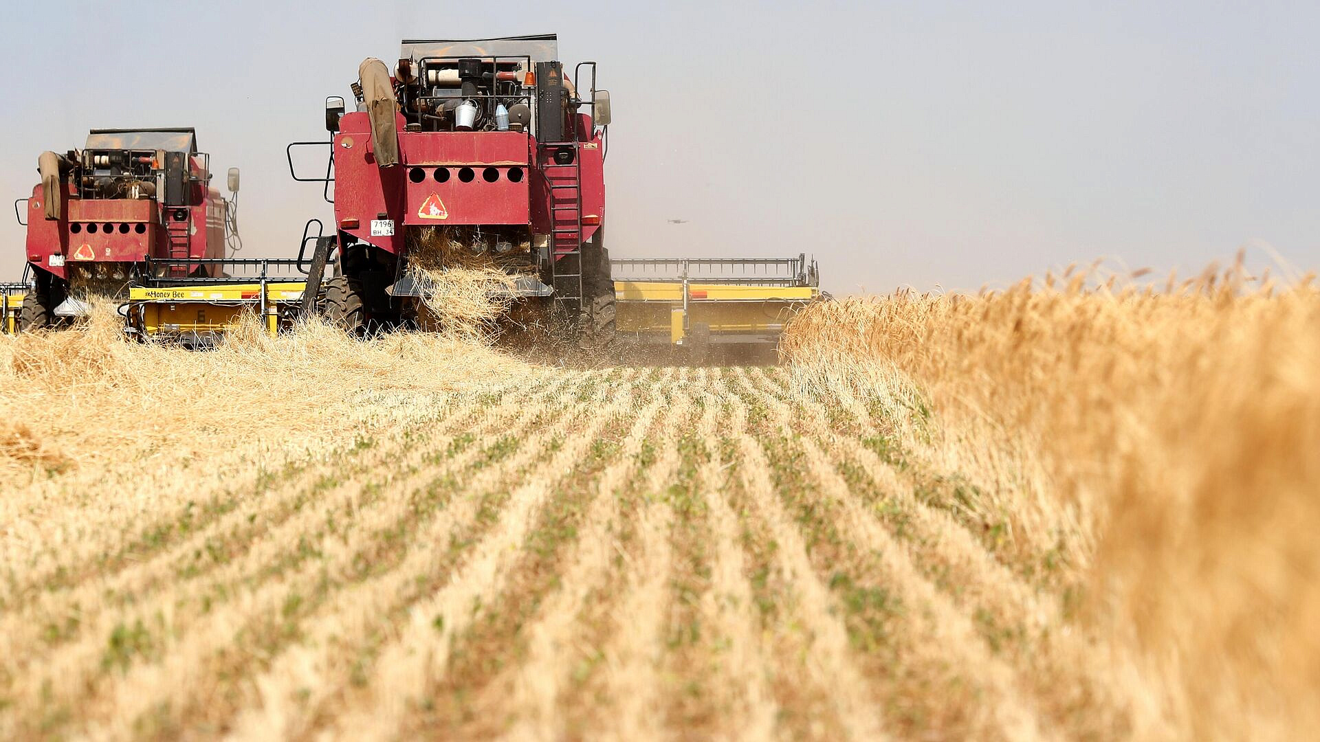 В России собрали 130 миллионов тонн зерна