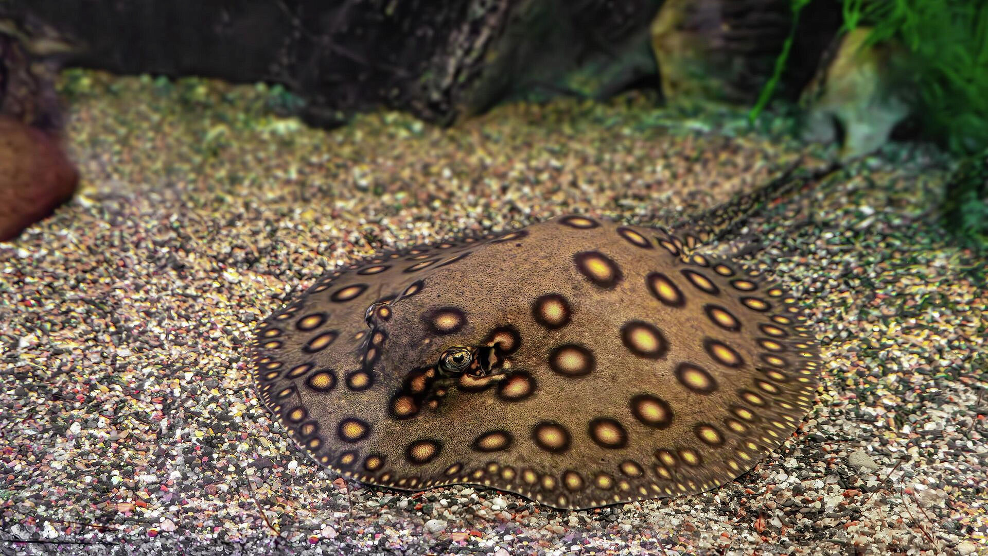 В аквариуме на южном берегу Крыма родились четыре редких ската