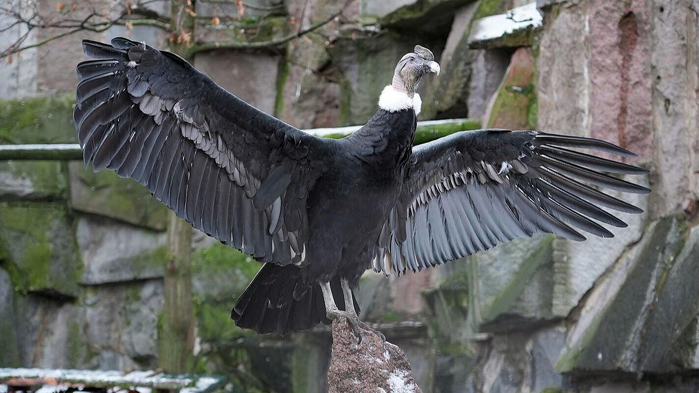 � ���������� �������� ���������� ����� ������� �� ����������� ������ �����