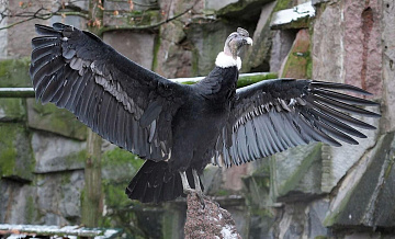 � ���������� �������� ���������� ����� ������� �� ����������� ������ �����