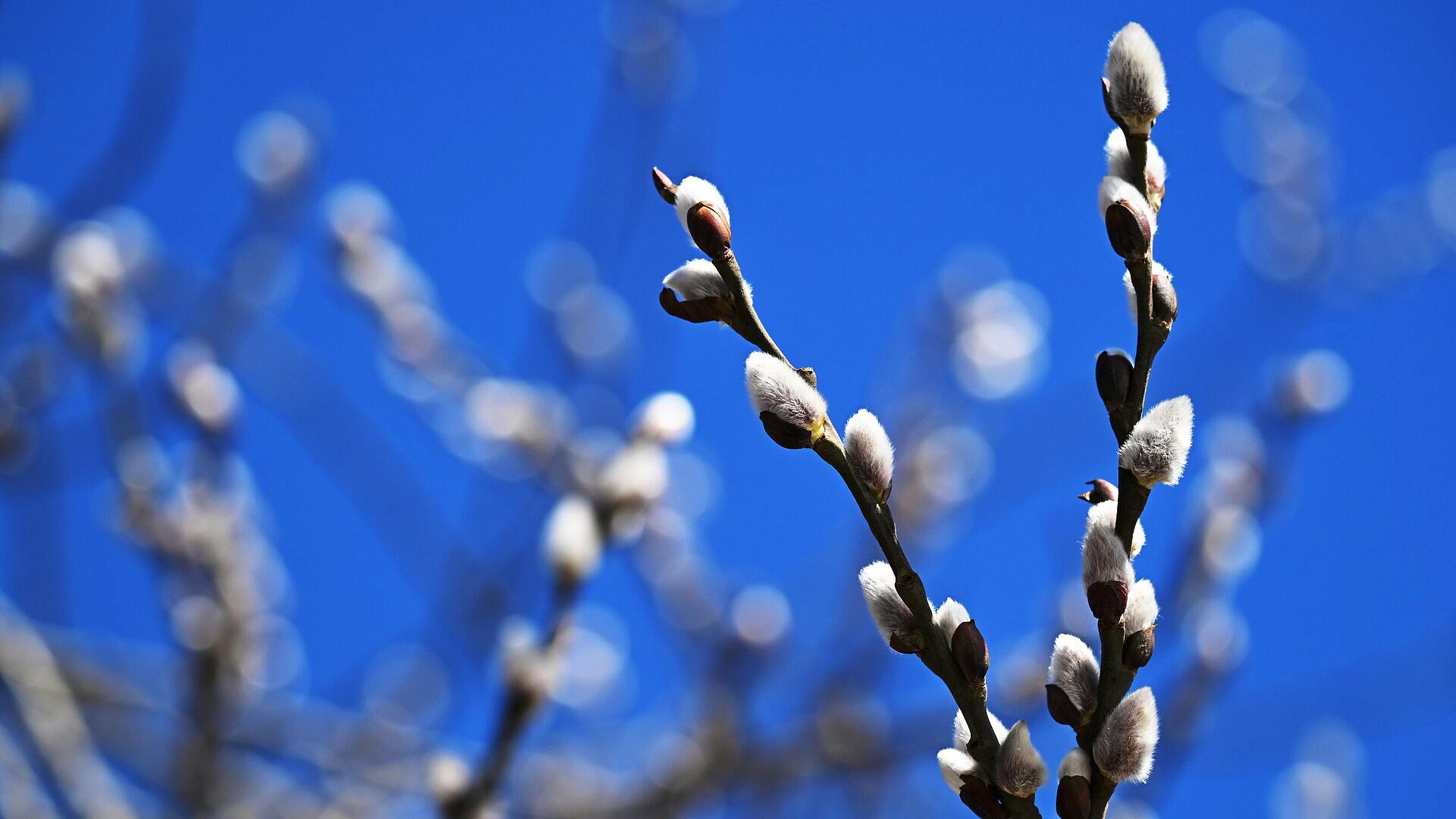 Синоптик рассказал, когда в Москве наступит весна