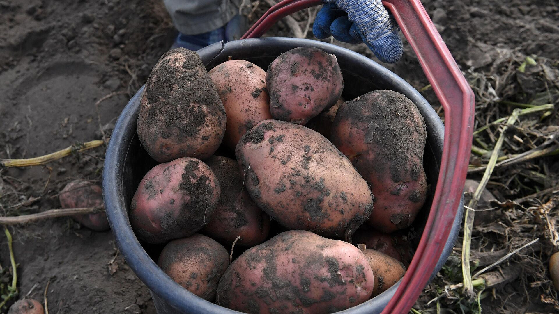 В ФАС назвали причину роста цен на картофель