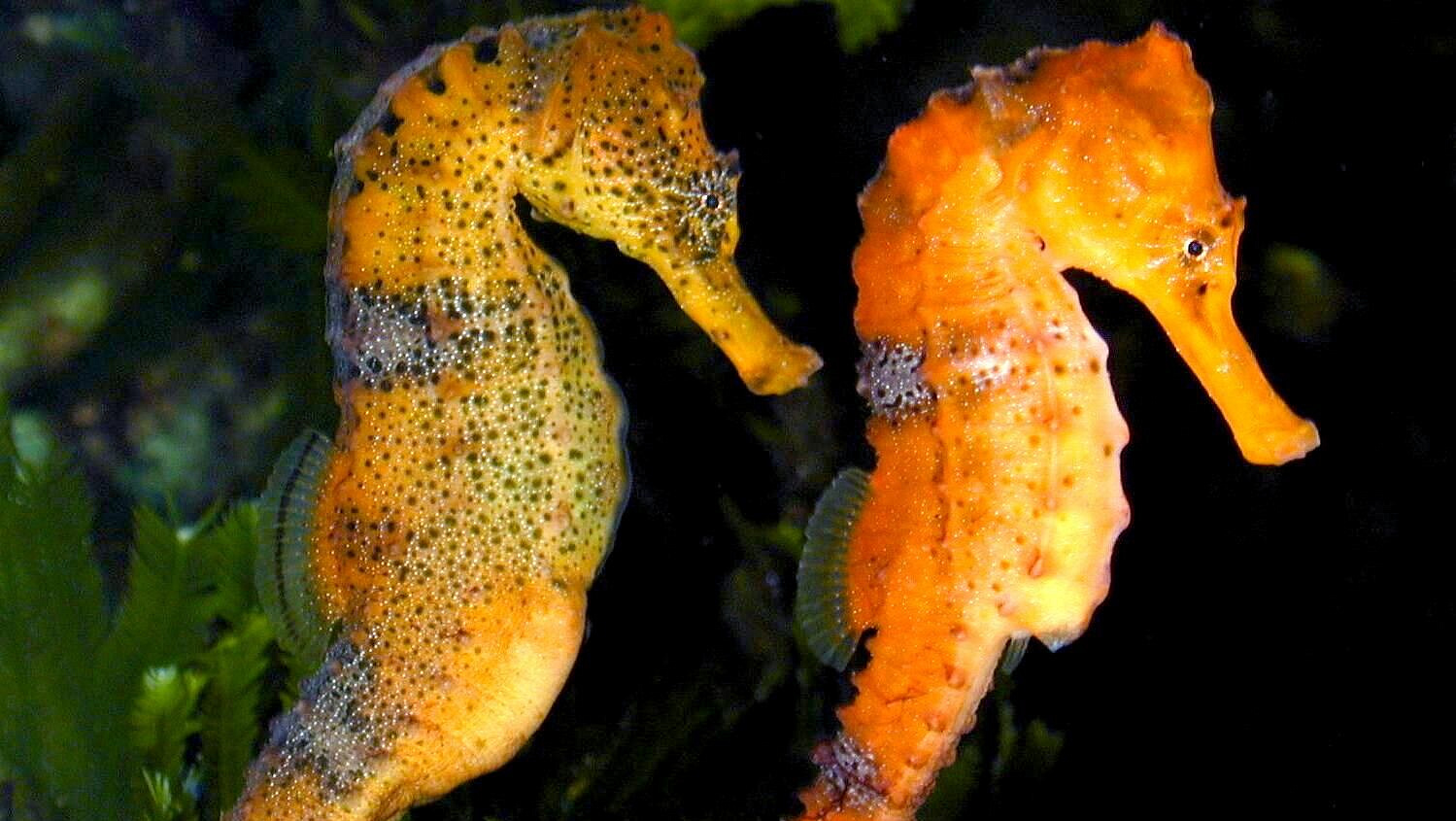 � ���������� ����������� ������� ��������� ��������� ������� �������