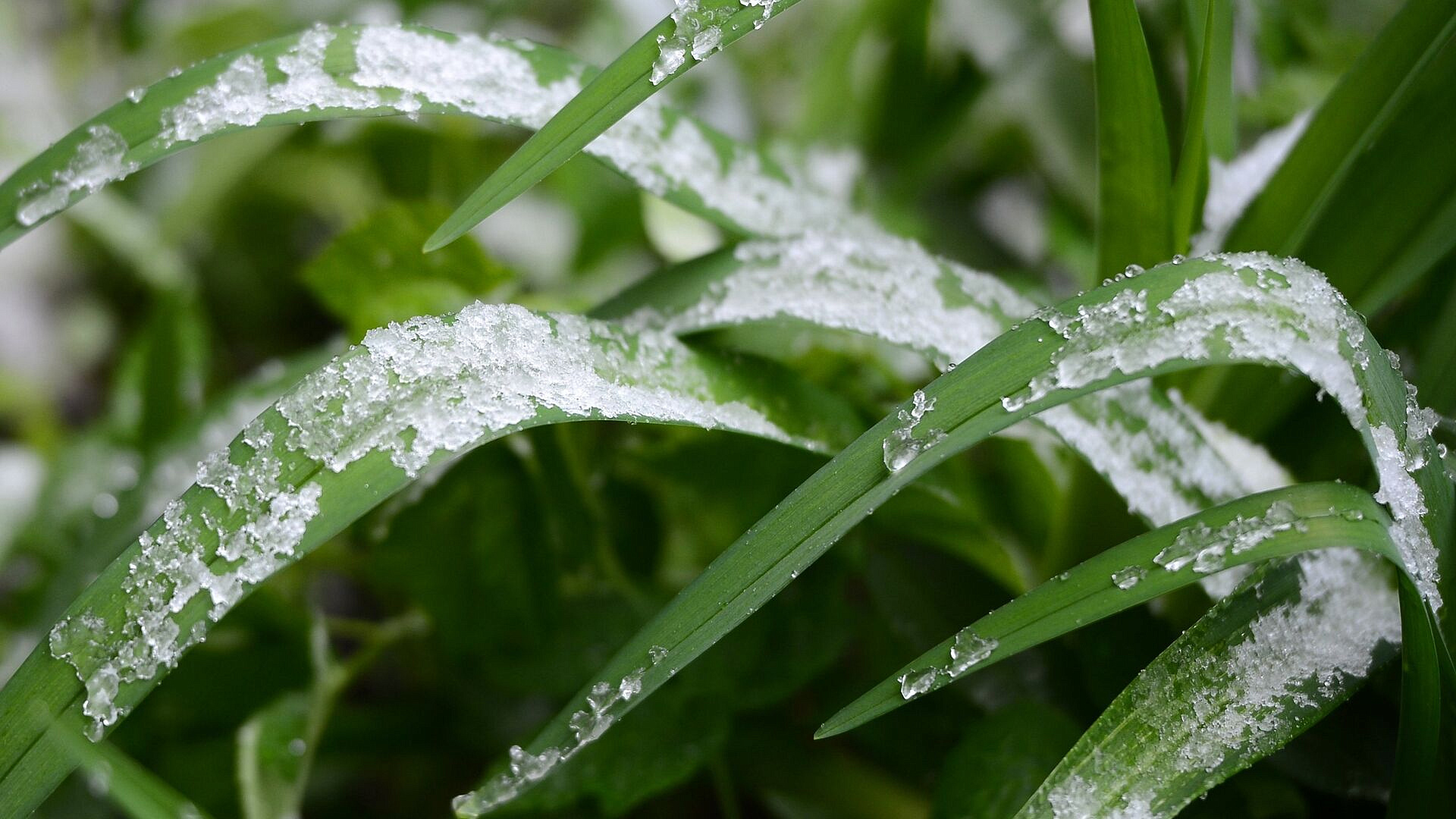 В нескольких районах Подмосковья минувшей ночью выпал снег