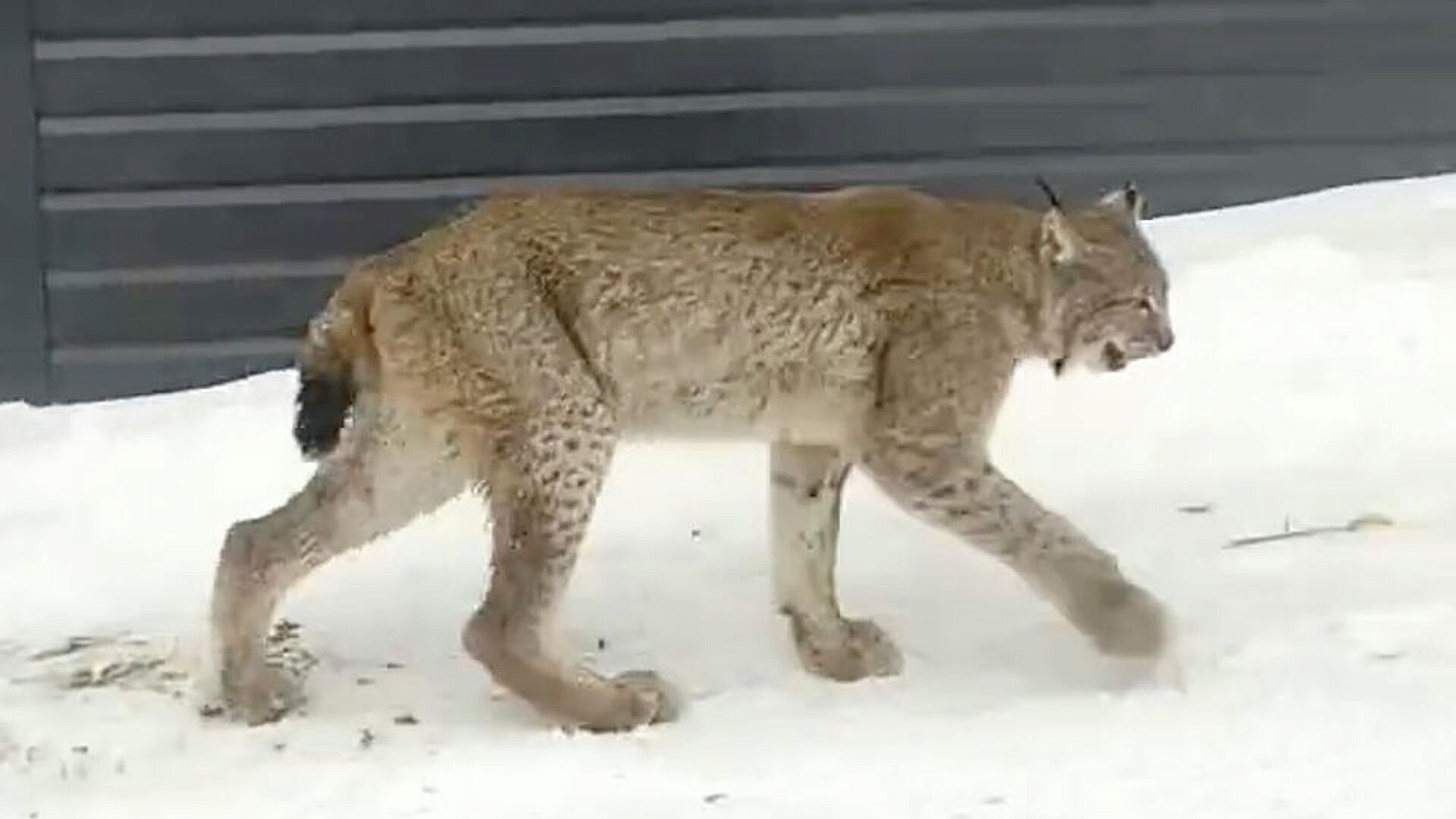 � �������� ������ ���� ����� ��������� ���� �� ������� � ������� ������