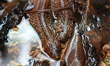 В Московском зоопарке появились на свет редкие вараны