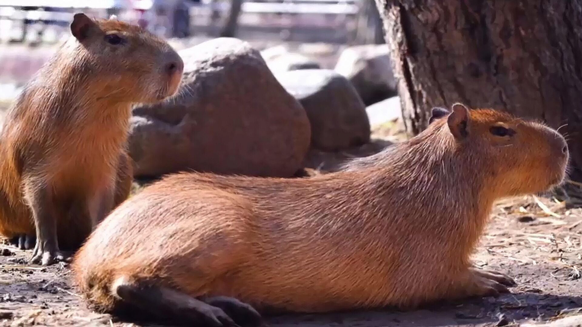 Платформа "Авито" заблокировала недобросовестного продавца капибар в Москве