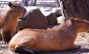 Платформа "Авито" заблокировала недобросовестного продавца капибар в Москве