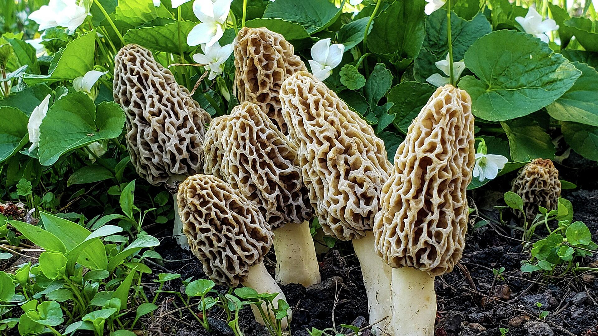 ���� ������� �������� � ������� ����������� �������� D