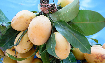 Россия нарастила импорт китайских манго до рекордных значений