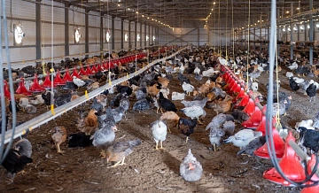 На Кубани в 2,5 раза сократилось число птицефабрик 