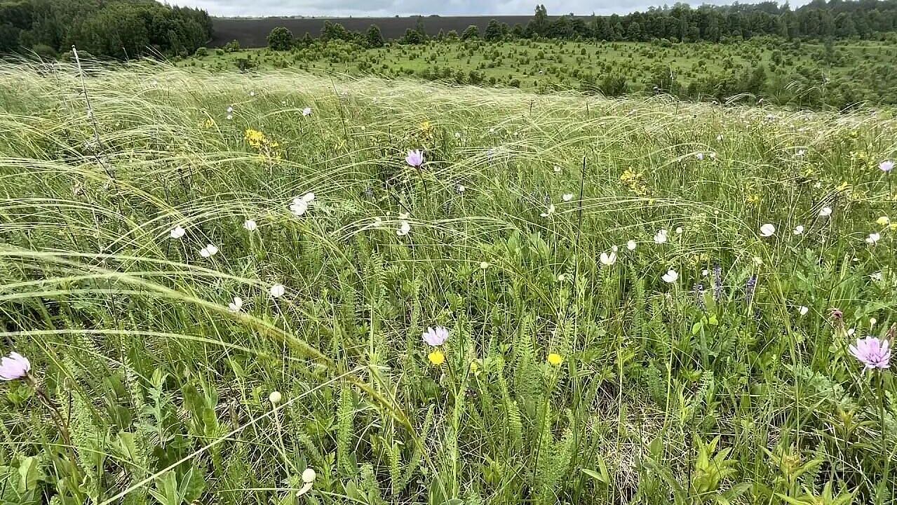 Редкие растения зацвели на Куликовом поле