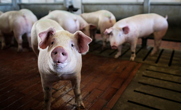 Казахстан с 22 мая разрешил ввоз свинины из 33 регионов России