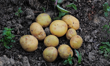 В России подешевели капуста, картофель и морковь