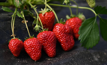 Россия в прошлом году резко нарастила закупки клубники из трех стран
