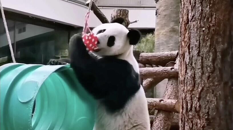 Панде Катюше из Московского зоопарка подарили клатч в виде сердца