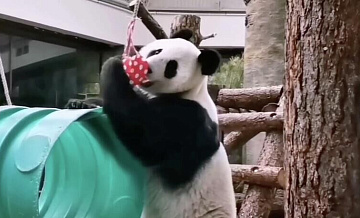 Панде Катюше из Московского зоопарка подарили клатч в виде сердца