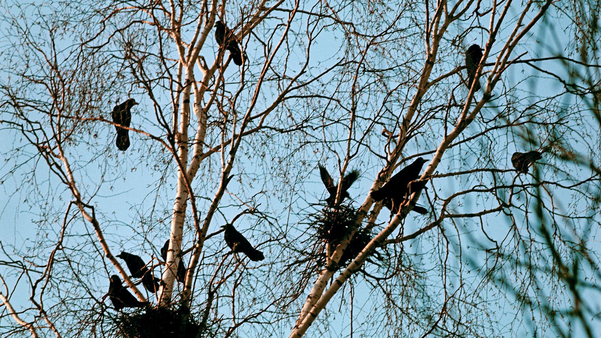 Грачи-разведчики прилетели в среднюю полосу России